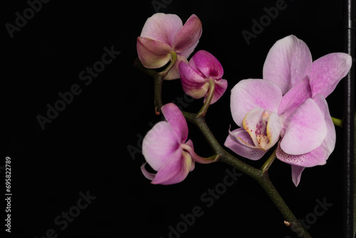 Delicate pink orchid flowers in soft lighting