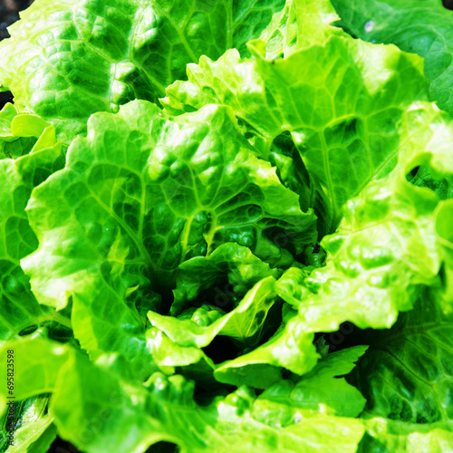 Fresh green lettuce for background