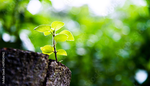 фотографія Young green plant growing on dead stump