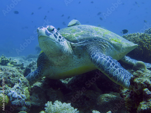 Close-up of a turtle. A sea turtle lies on the bottom of the sea among a coral reef.