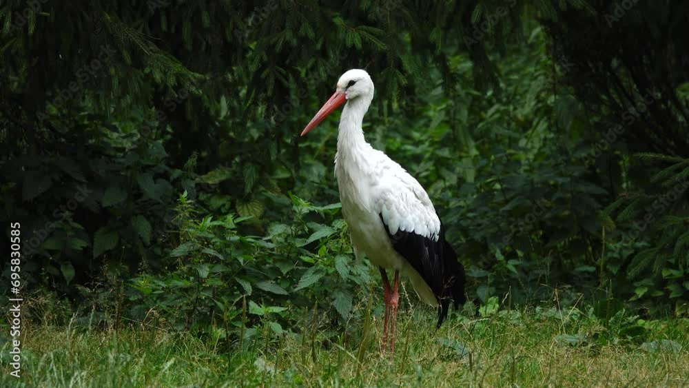 stork in the forest in summer stork in the forest in summer