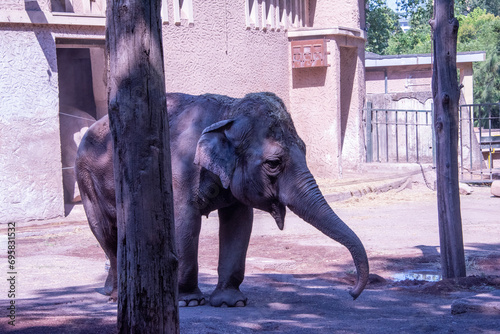 Elephant in Biopark Rome zoo,  photo