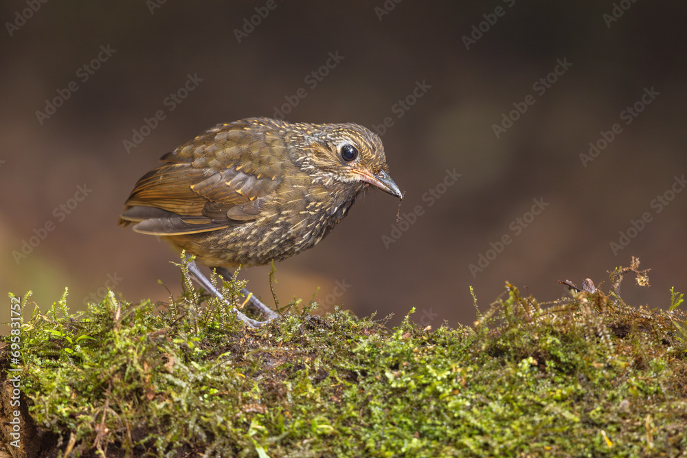 A juvenile Scaled Antpitta foraging on a moss-covered tree A juvenile Scaled Antpitta foraging on a moss-covered tree