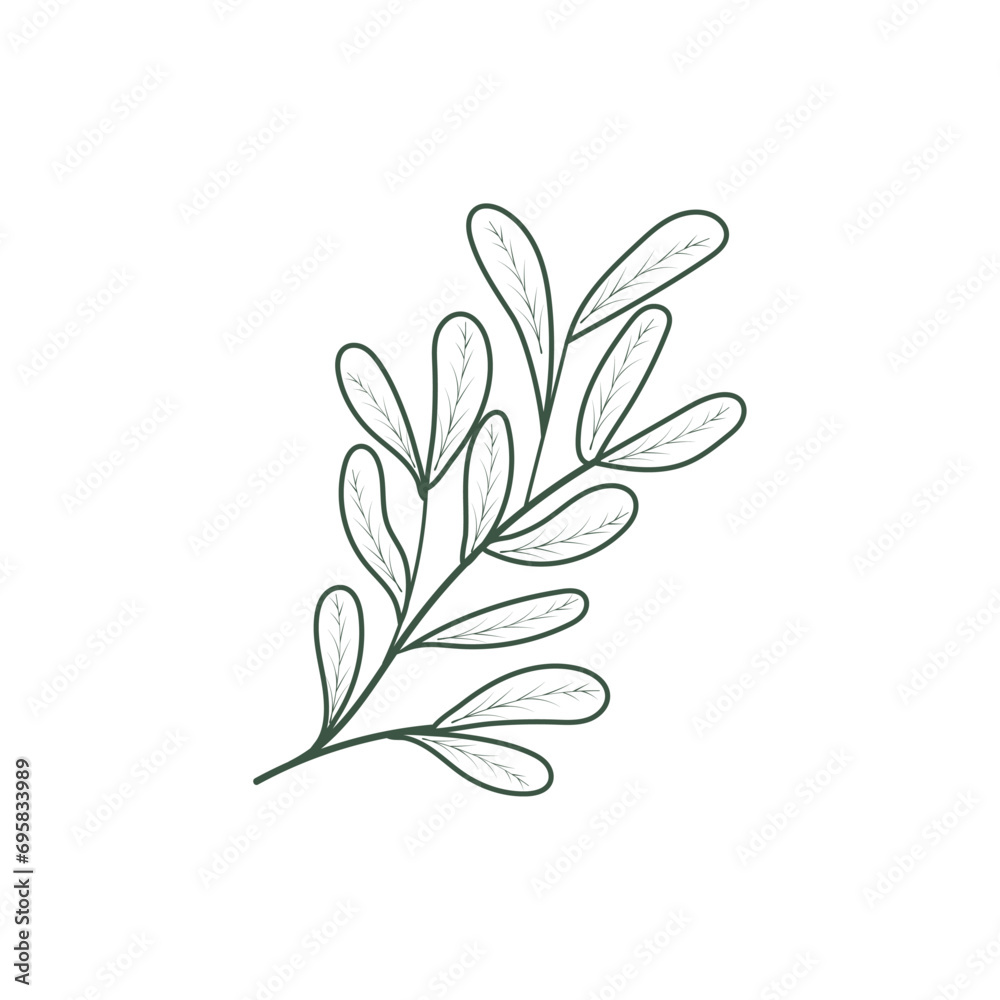 Christmas branch without berries on a white background with an outline. Decorative Botanical Element. Vector