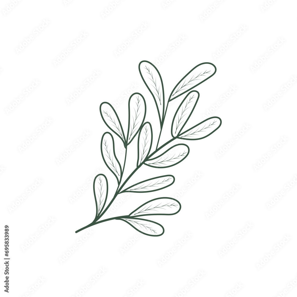 Christmas branch without berries on a white background with an outline. Decorative Botanical Element. Vector Christmas branch without berries on a white background with an outline. Decorative Botanical Element. Vector