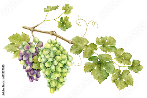 A bunch of grapes with leaves. Grape vine. Watercolor illustrations. Isolated. For the design of labels of wine, grape juice and cosmetics, wedding cards, stationery, greetings, wallpaper, invitations