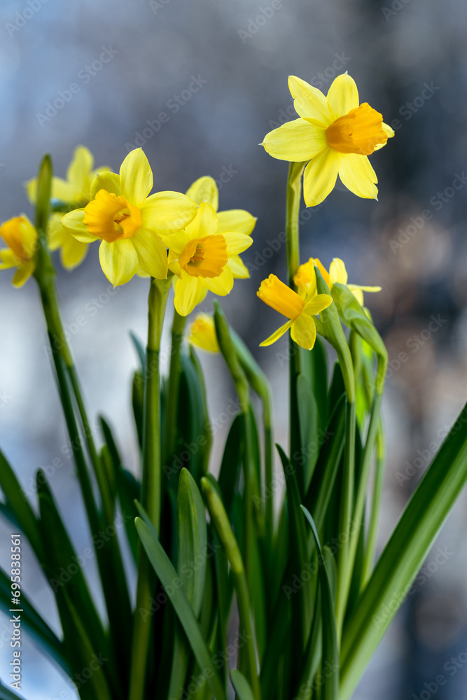 Beautiful Spring banner with fresh yellow daffodil flowers grow in pot on windowsill Beautiful Spring banner with fresh yellow daffodil flowers grow in pot on windowsill