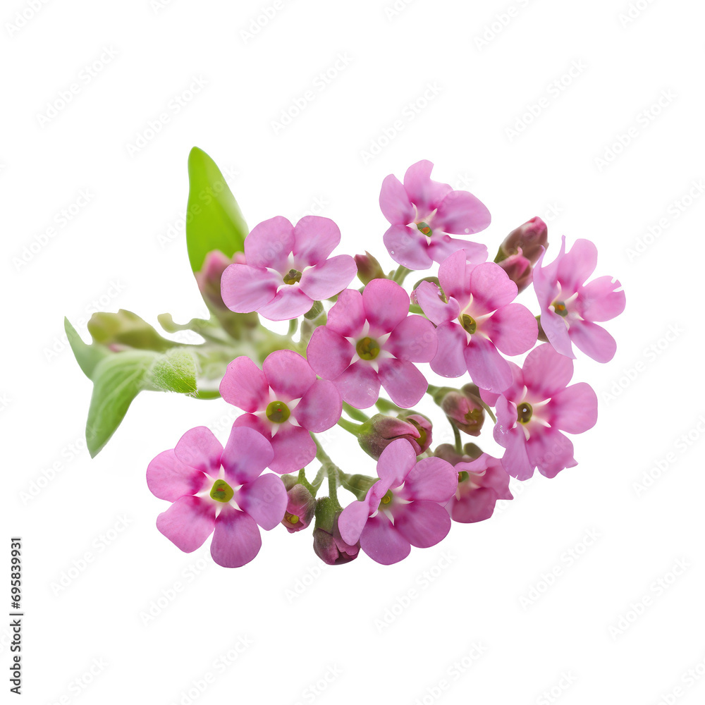 Obraz premium Beautiful flowers isolated on white