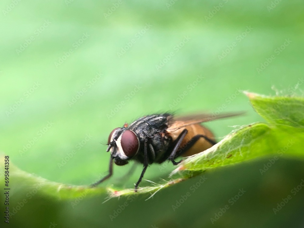 fly on leaf