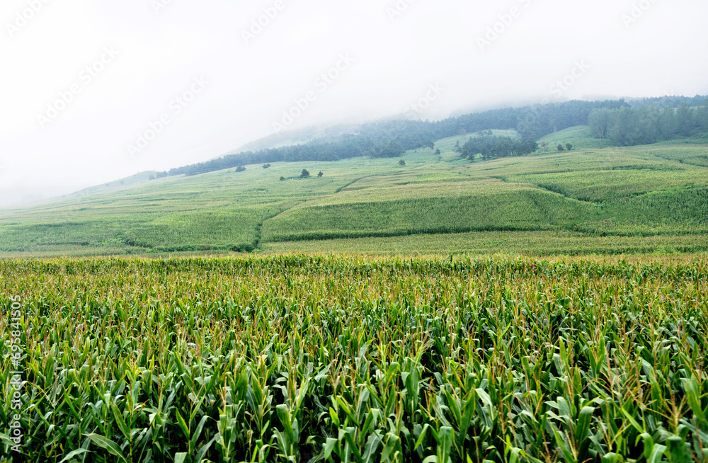 Landscape view of a corn field Landscape view of a corn field