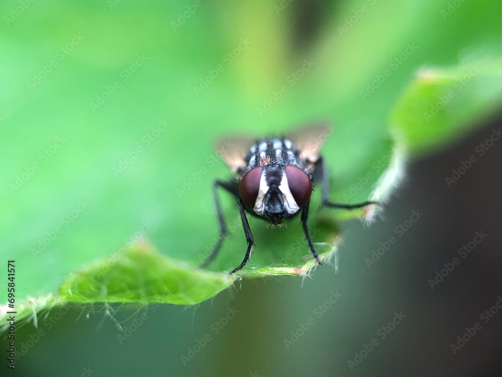 Naklejka premium macro of a fly