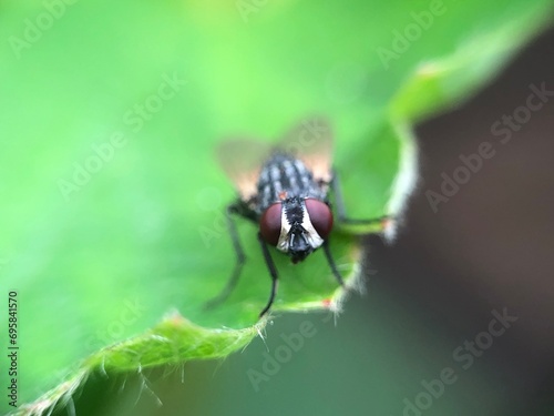 fly on leaf © Afif