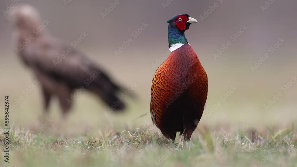 Bird - Common pheasant Phasianus colchius Ring-necked pheasant in natural habitat wildlife Poland Europe spring time, lesser spotted eagle in background