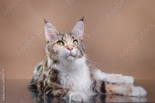 Fototapeta Naklejka Na Ścianę i Meble -  Maine Coon kitten gazes upward, brown studio background. The cat's vivid eyes and striped fur reflect curiosity