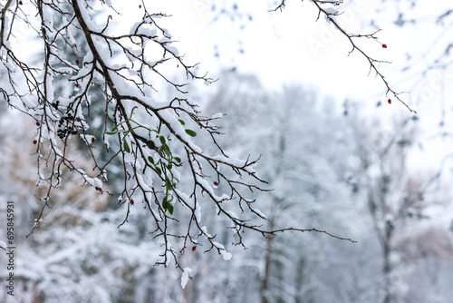 Beautiful tree branches covered with snow in winter park, space for text