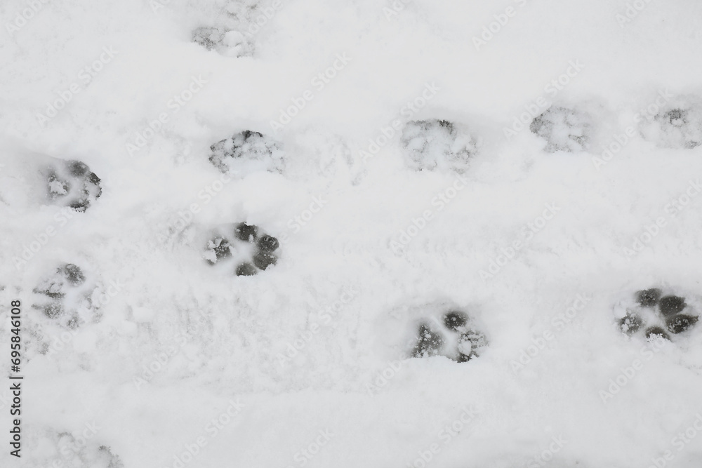 Animal trails on snow outdoors, top view
