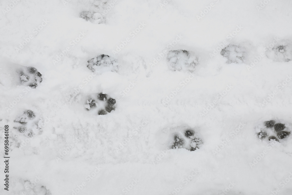 Animal trails on snow outdoors, top view Animal trails on snow outdoors, top view