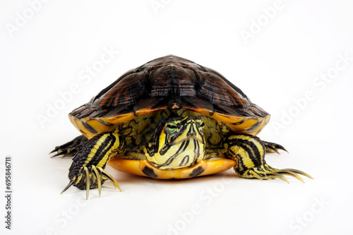 Yellow-bellied slider - male // Gelbwangen-Schmuckschildkröte - Männchen (Trachemys scripta scripta)  photo
