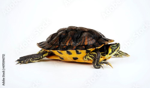 Yellow-bellied slider - male // Gelbwangen-Schmuckschildkröte - Männchen (Trachemys scripta scripta)  photo