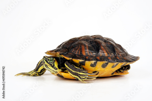 Gelbwangen-Schmuckschildkröte - Männchen // Yellow-bellied slider - male (Trachemys scripta scripta)  photo