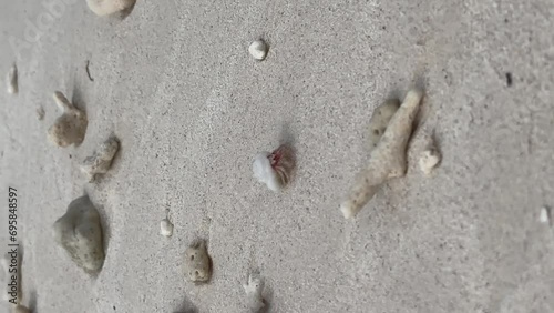 Funny baby Maldivian Hermit Crab knocked over by mother: Malahini Kuda Bandos, Maldives photo