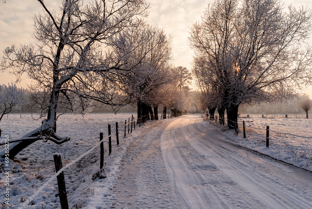 Zimowy pejzaż wierzbami, Podlasie, Polska
