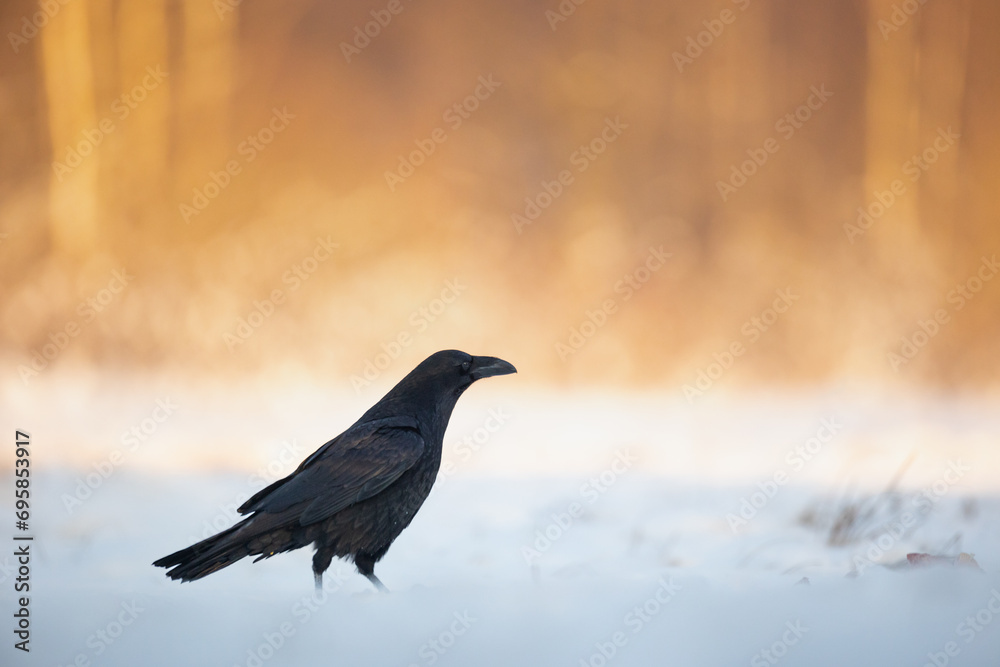 Bird beautiful raven Corvus corax North Poland Europe Bird beautiful raven Corvus corax North Poland Europe