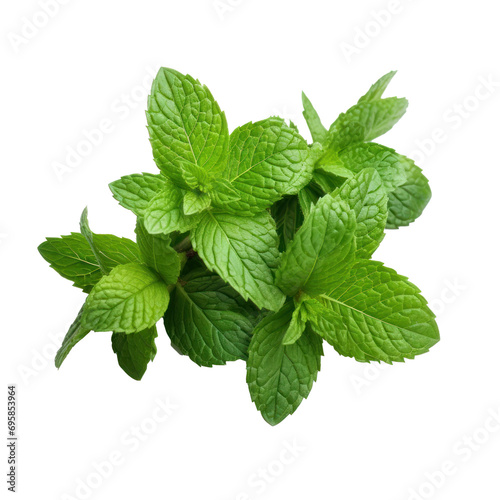 Mint bunch on transparent background. Design for organic shops, grocery shops and markets.