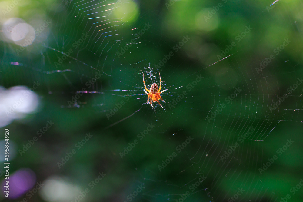 Spider in the park. Background with selective focus and copy space Spider in the park. Background with selective focus and copy space