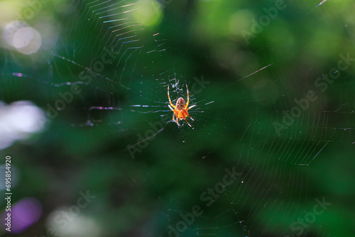 Spider in the park. Background with selective focus and copy space