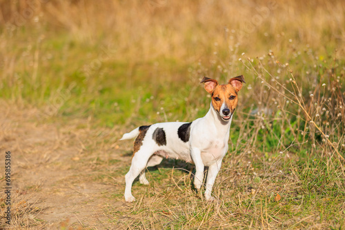 A cute Jack Russell Terrier dog walks in nature. Pet portrait with selective focus and copy space