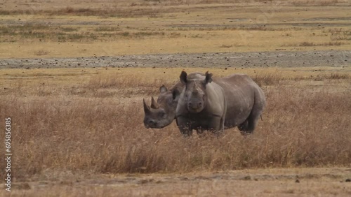 Black Rhinoceros in Ngorongoro Crater