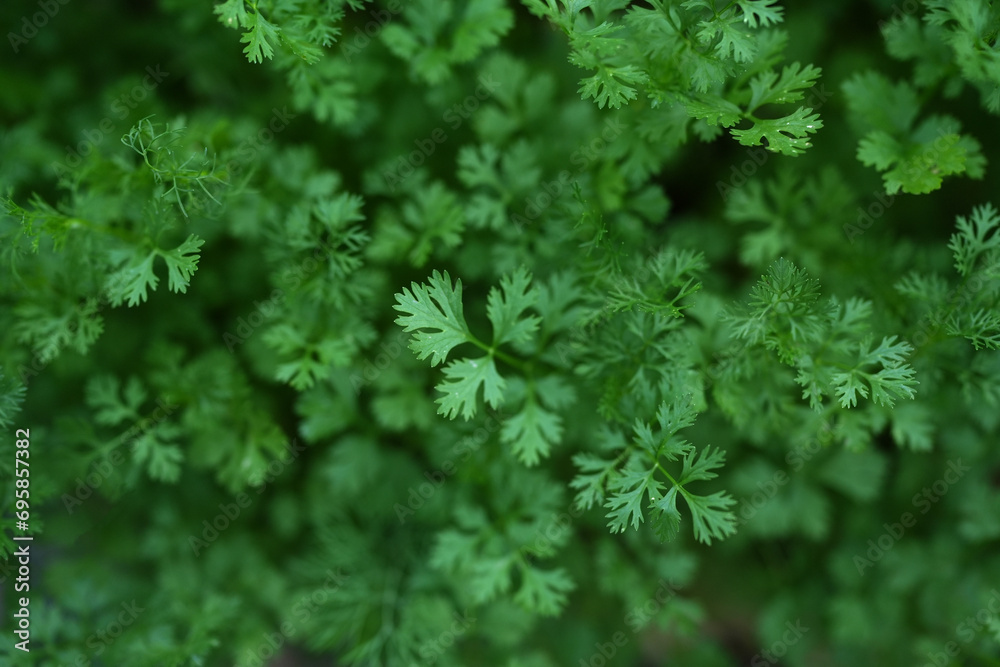 Coriander, non-toxic, grown for your own consumption.