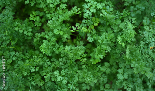 Coriander, non-toxic, grown for your own consumption. photo