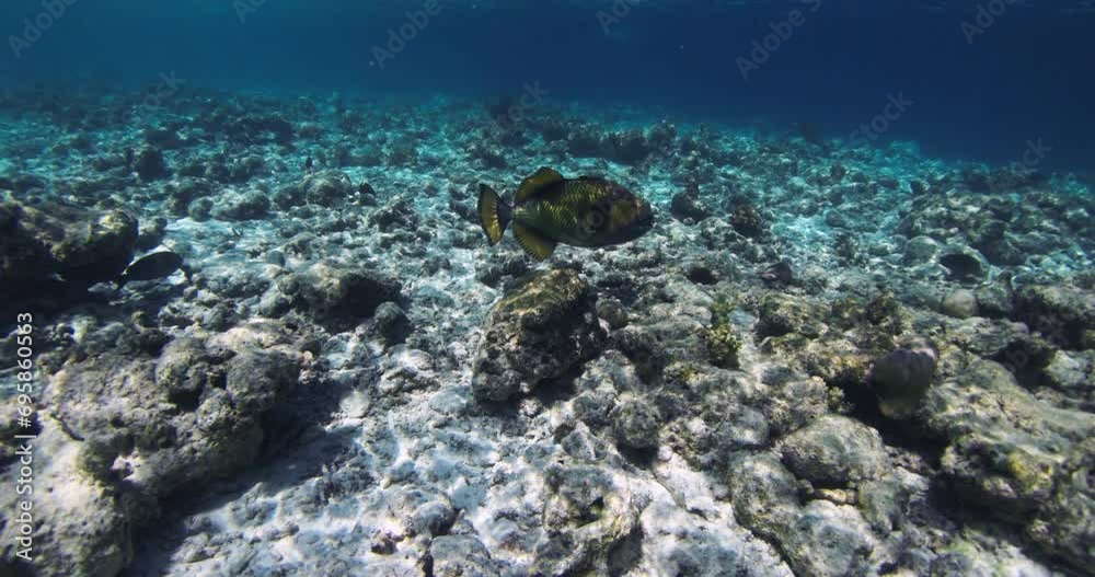 Trigger fish in transparent blue ocean. Underwater slow motion in clear sea Trigger fish in transparent blue ocean. Underwater slow motion in clear sea