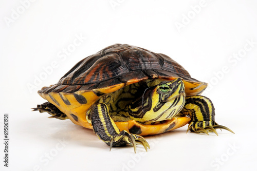Gelbwangen-Schmuckschildkröte - Männchen // Yellow-bellied slider - male (Trachemys scripta scripta)  photo
