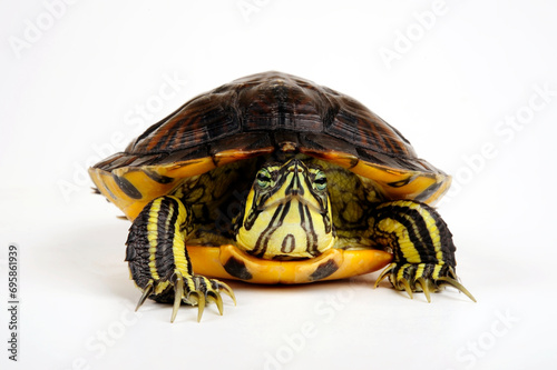 Yellow-bellied slider - male // Gelbwangen-Schmuckschildkröte - Männchen (Trachemys scripta scripta)  photo