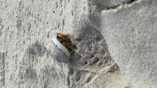 Maldivian Hermit Crab re-emerging from safety: Malahini Kuda Bandos, Maldives photo