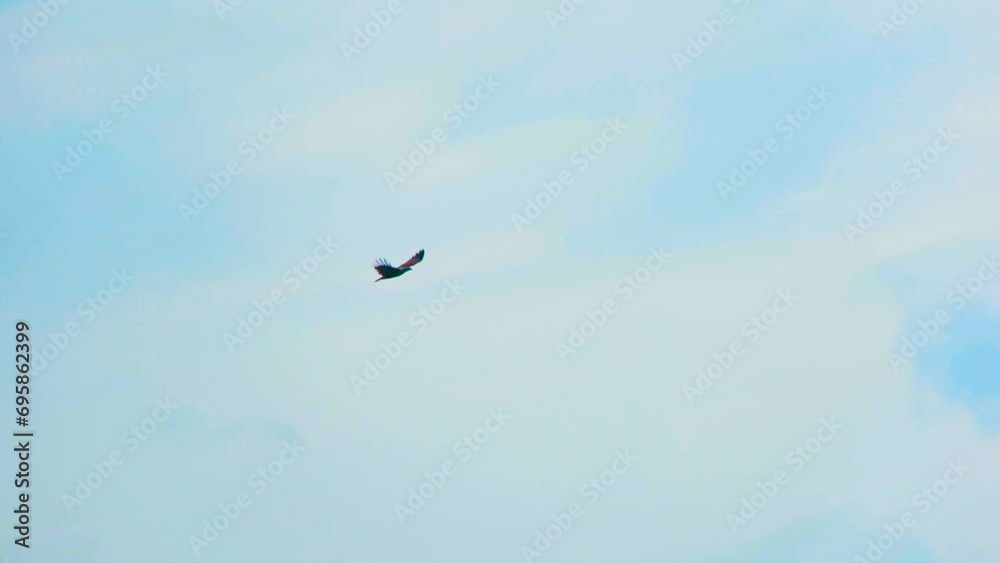 Lone bird soaring across the clear sky during the daytime on a cloudy day. Lone bird soaring across the clear sky during the daytime on a cloudy day.