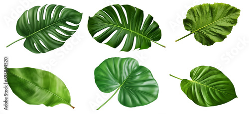 Tropical Lush Green Leaves - Isolated Nature Element Collection, Indoor Plant, White Transparent Background. 