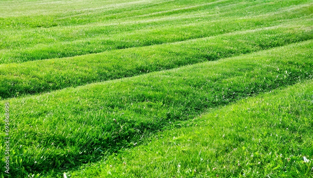 the texture of green grass field