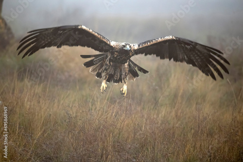 Spanish Imperial Eagle of 4 years flying with the first lights of a day of winter with very little light © Jesus