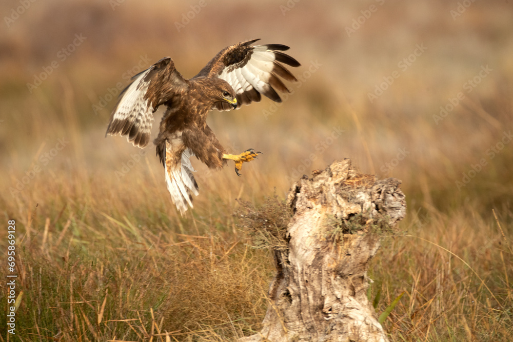 Obraz premium Common buzzard in flight at first light in the morning on a cold winter day