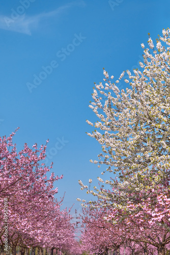 A row of trees with pink and white flowers. Sakura in Berlin, Germany.