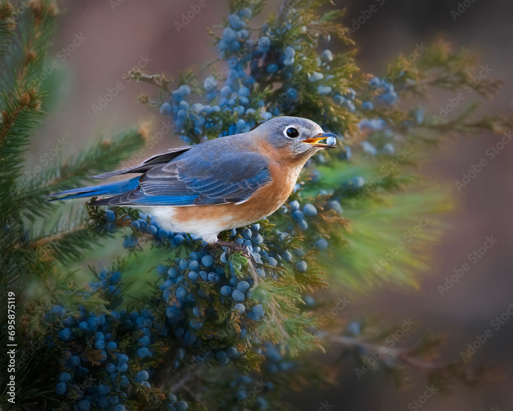 bluebird in cedar tree eating berry
