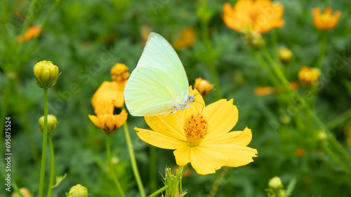 Butterfly on a cosmos flower