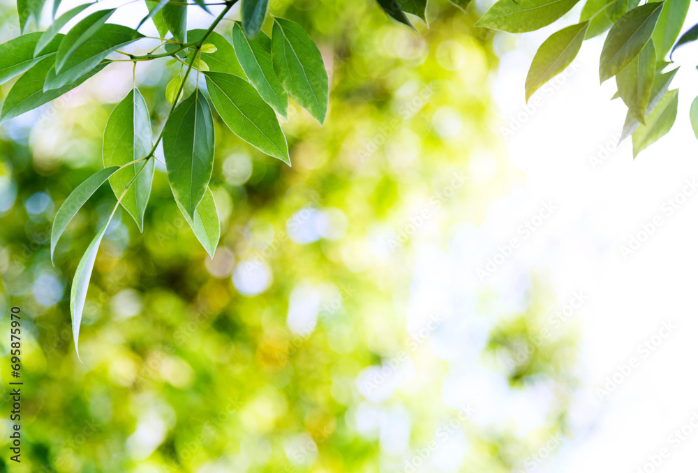 Fresh and green leaves background Fresh and green leaves background
