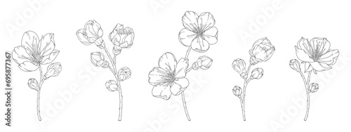 Set of apricot branches with blossom flowers and buds, vector illustration. Sketch of spring fruit tree blooming branch, line art style