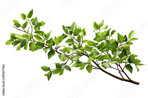 Branch apple tree with spring buds isolated on a Transparent background. Generative AI