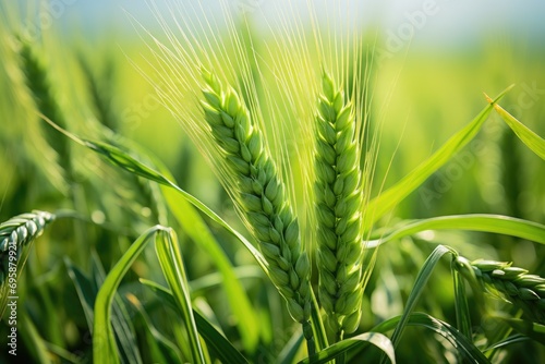 Close-up Green Barley and Wheat Field. Generative AI